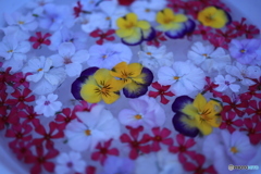 敦盛桜6