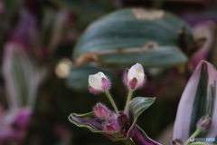 蕾