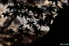 夕刻の離宮公園1