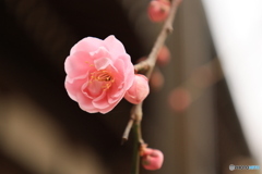 ちょっとしだれた先に