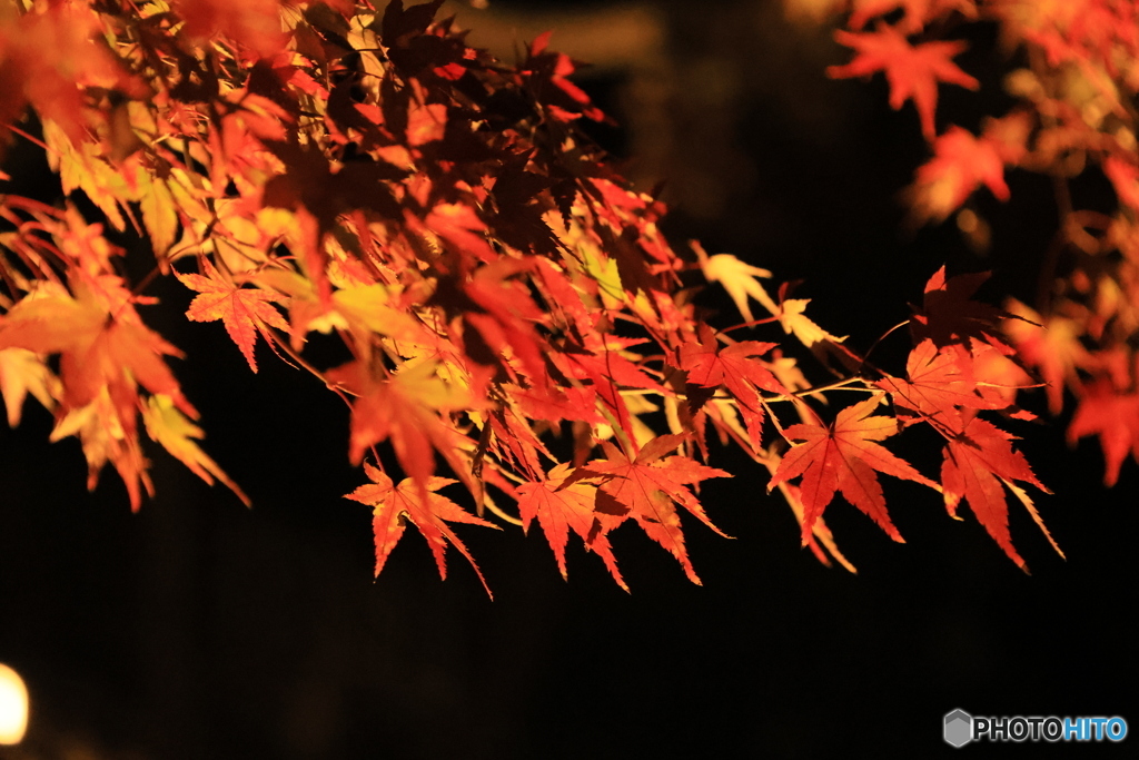 紅葉ライトアップ
