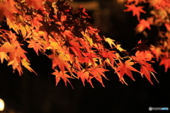 紅葉ライトアップ