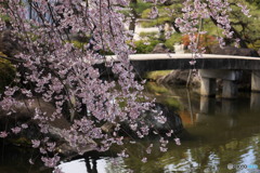 3/31好古園3