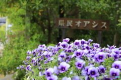 県民オアシス