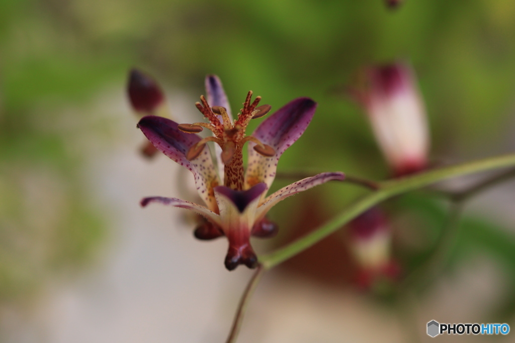 秋の山野草展20