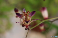 秋の山野草展20