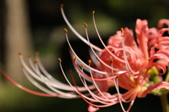 彼岸花1