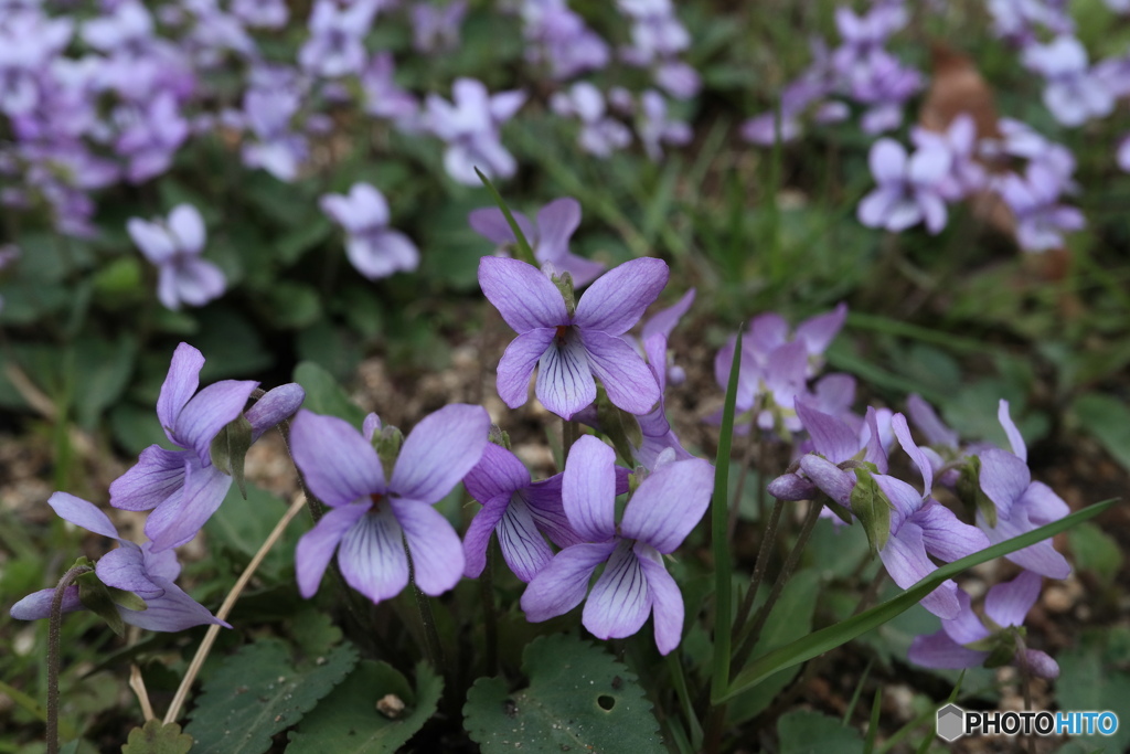 一斉に開花