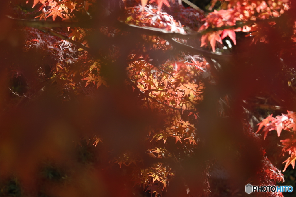 晩秋の相楽園29