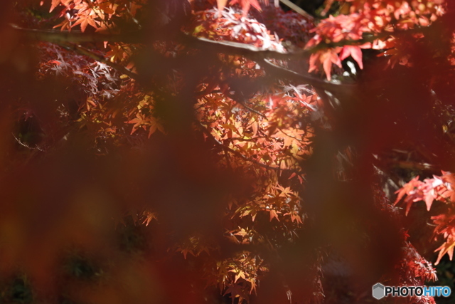 晩秋の相楽園29