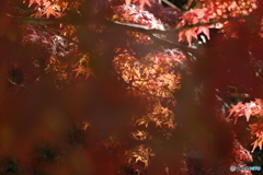 晩秋の相楽園29