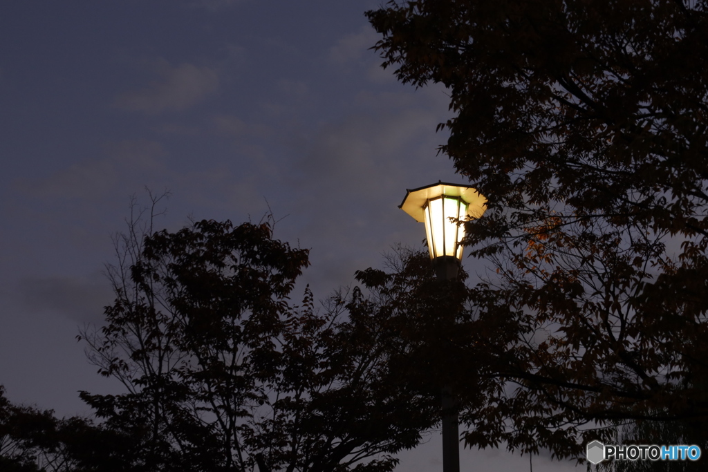 街灯に照らされる紅葉