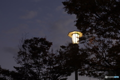 街灯に照らされる紅葉