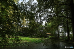 朝の光