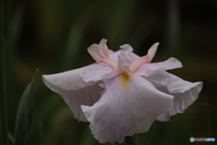607菖蒲5
