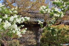 抹茶で一服