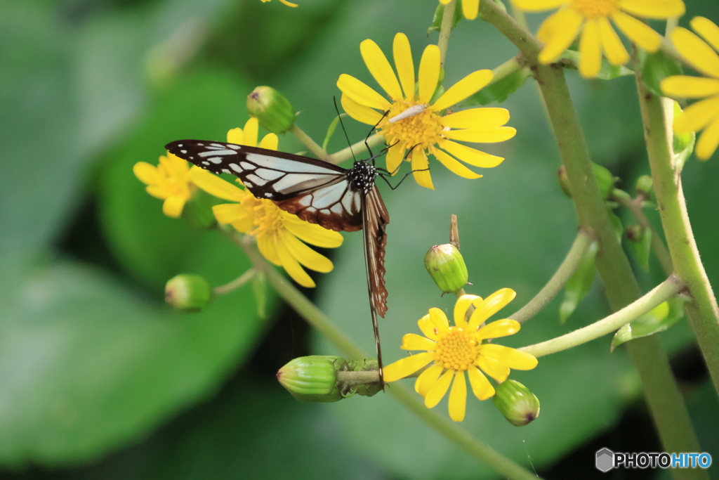 2025四国一人旅3-13