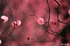 桃色に浮かぶ梅