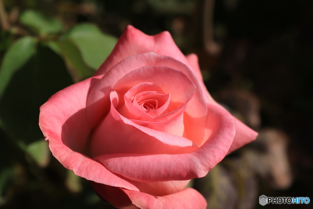 秋のバラ観賞会