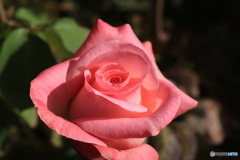 秋のバラ観賞会