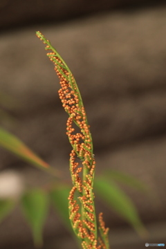 秋の山野草展27