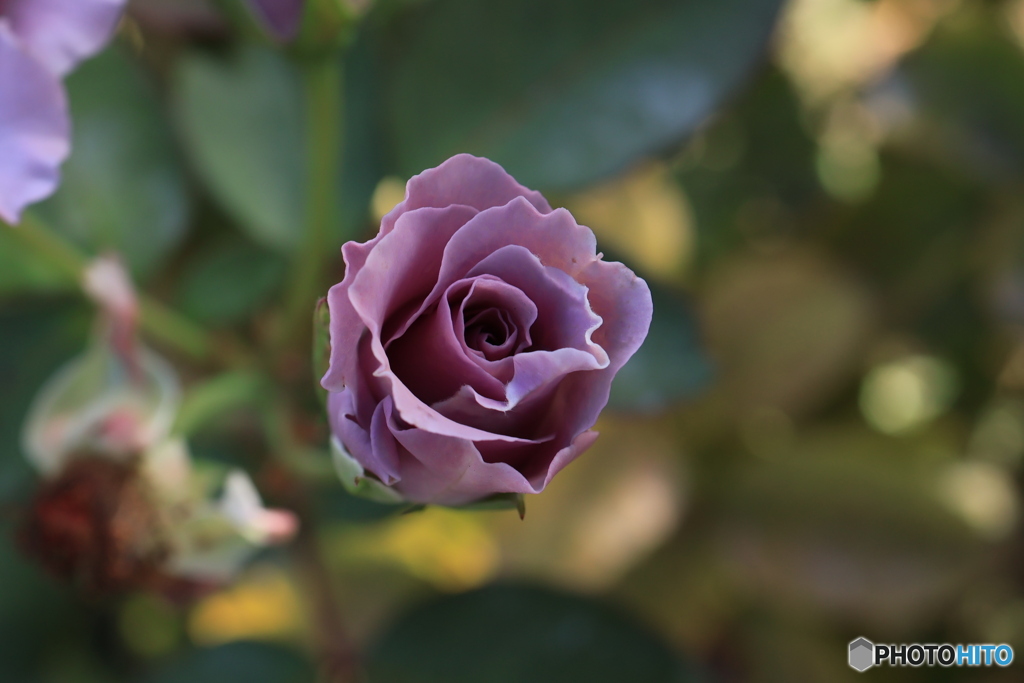 秋のバラ観賞会