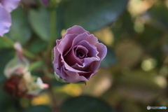 秋のバラ観賞会