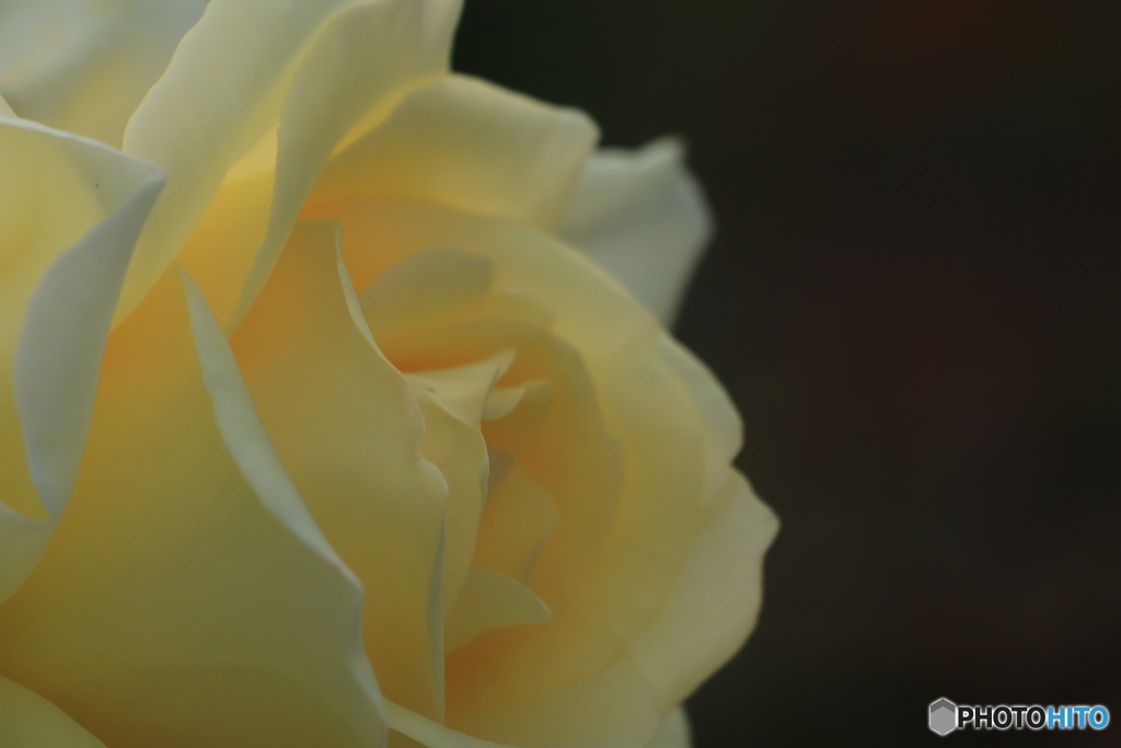 秋のバラ観賞会