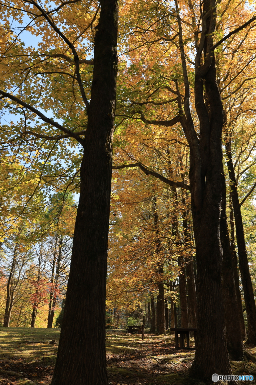 森からの便り10