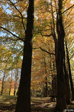 森からの便り10