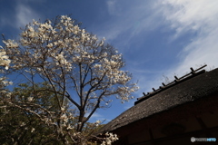 3/31好古園14