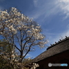 3/31好古園14