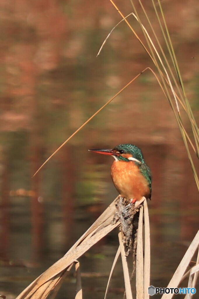 実物初めてです。