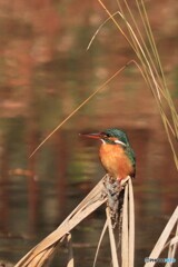 実物初めてです。