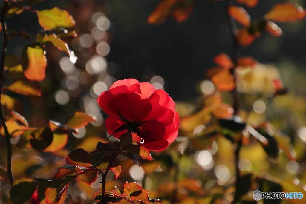 光さす紅薔薇4
