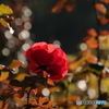 光さす紅薔薇4