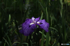 621菖蒲5