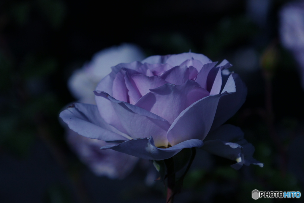 紫のバラ