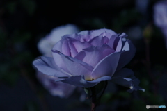 紫のバラ 紫のバラ