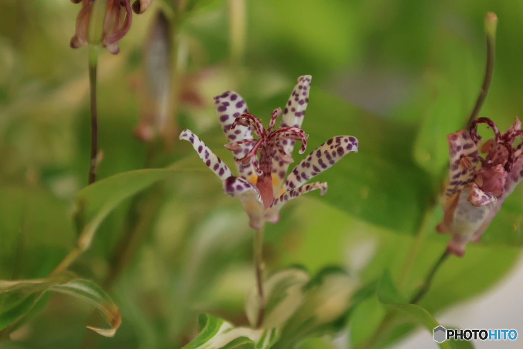 秋の山野草展16