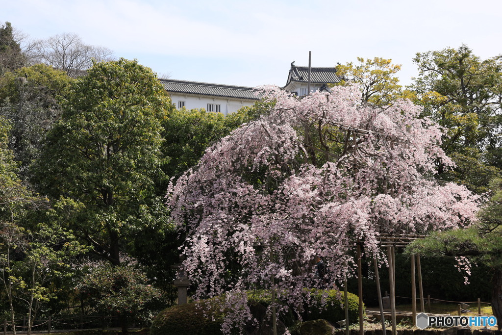 3/31好古園1