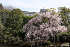 3/31好古園1