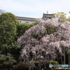 3/31好古園1