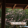 3/31好古園10