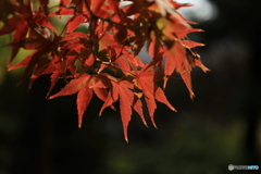 晩秋の好古園31