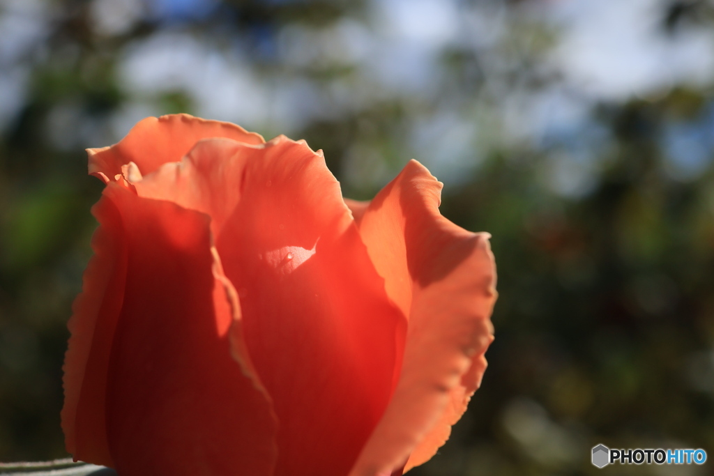 秋のバラ観賞会