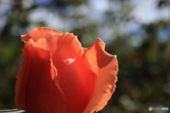 秋のバラ観賞会