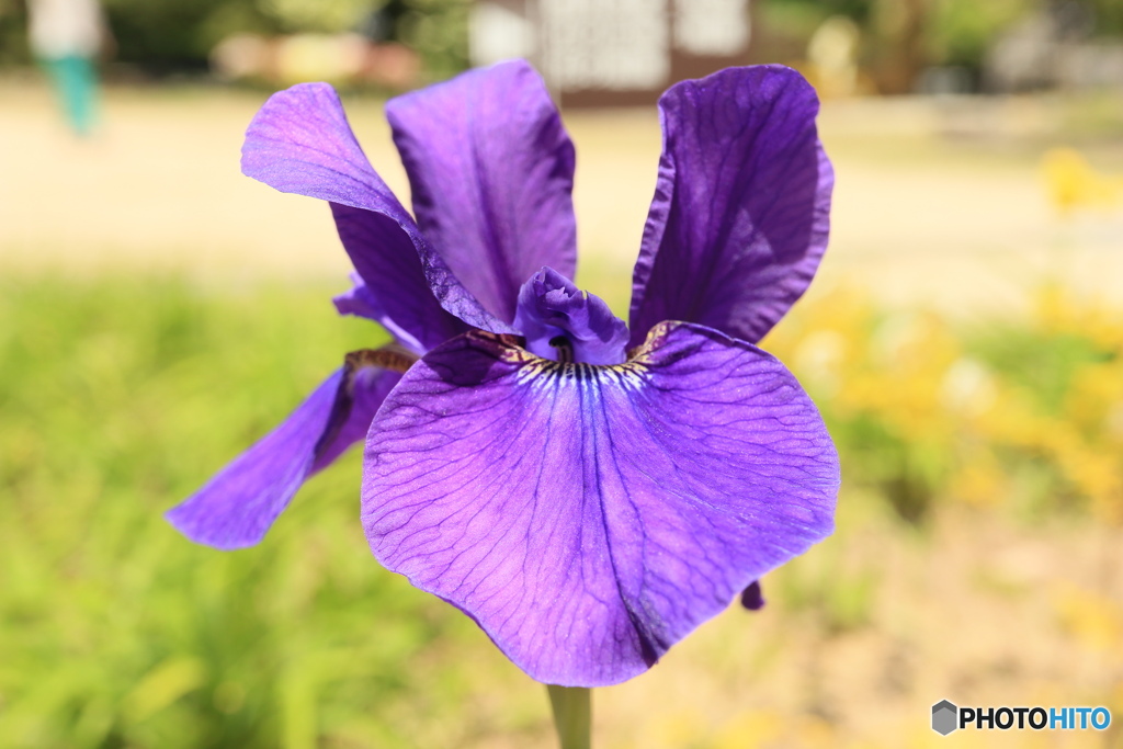 菖蒲
