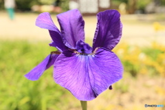 菖蒲