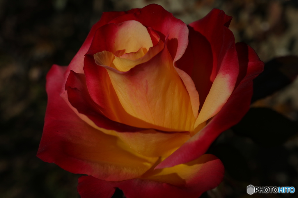 薔薇をアップで1